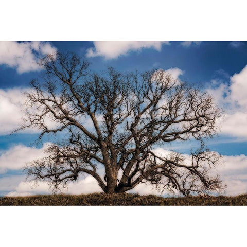 Grand Oak Tree III Black Modern Wood Framed Art Print with Double Matting by Perry, Rachel