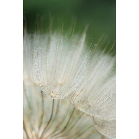 Macro Dandilion I White Modern Wood Framed Art Print by Stramel, Renee W.