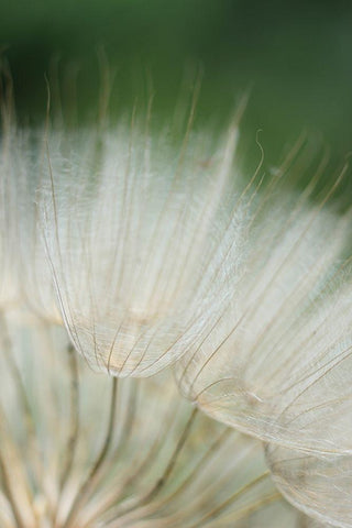 Macro Dandilion I White Modern Wood Framed Art Print with Double Matting by Stramel, Renee W.