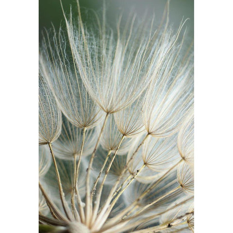 Macro Dandilion II White Modern Wood Framed Art Print by Stramel, Renee W.