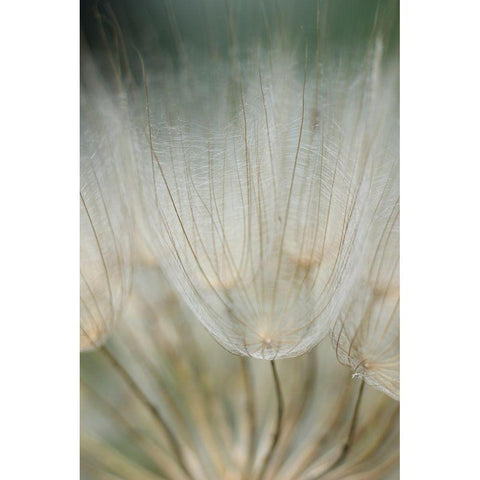 Macro Dandilion III White Modern Wood Framed Art Print by Stramel, Renee W.