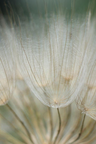 Macro Dandilion III White Modern Wood Framed Art Print with Double Matting by Stramel, Renee W.