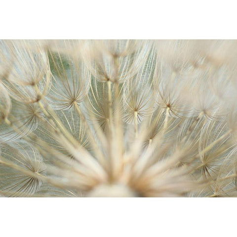 Macro Dandilion IV Gold Ornate Wood Framed Art Print with Double Matting by Stramel, Renee W.