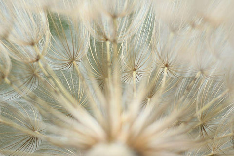 Macro Dandilion IV White Modern Wood Framed Art Print with Double Matting by Stramel, Renee W.