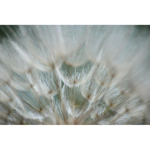 Macro Dandilion V Black Modern Wood Framed Art Print with Double Matting by Stramel, Renee W.