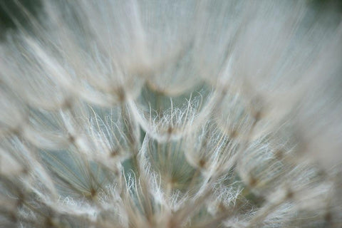 Macro Dandilion V White Modern Wood Framed Art Print with Double Matting by Stramel, Renee W.