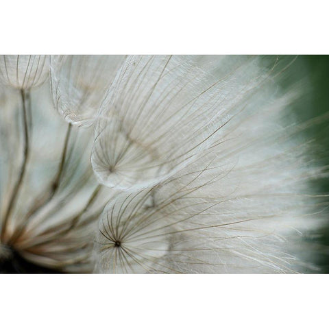 Macro Dandilion VI Black Modern Wood Framed Art Print with Double Matting by Stramel, Renee W.