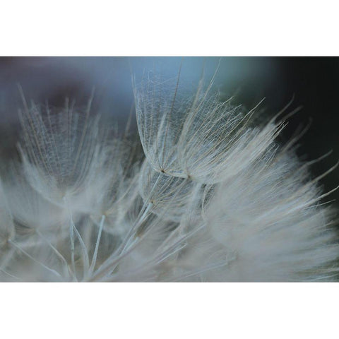 Macro Dandilion VII Black Modern Wood Framed Art Print with Double Matting by Stramel, Renee W.