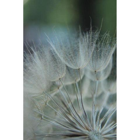 Macro Dandilion VIII White Modern Wood Framed Art Print by Stramel, Renee W.