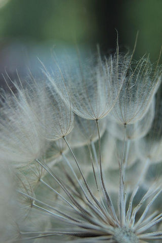 Macro Dandilion VIII White Modern Wood Framed Art Print with Double Matting by Stramel, Renee W.