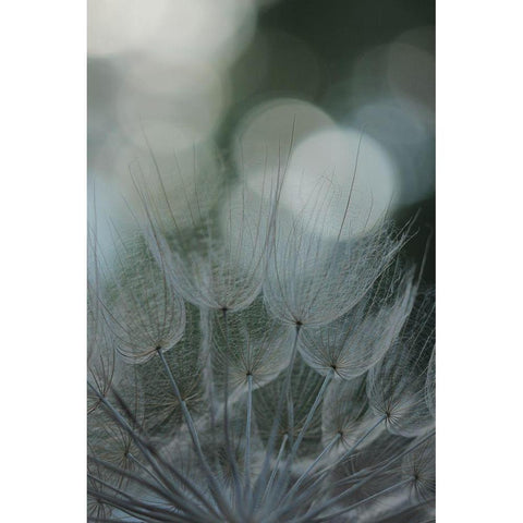 Macro Dandilion IX Black Modern Wood Framed Art Print with Double Matting by Stramel, Renee W.