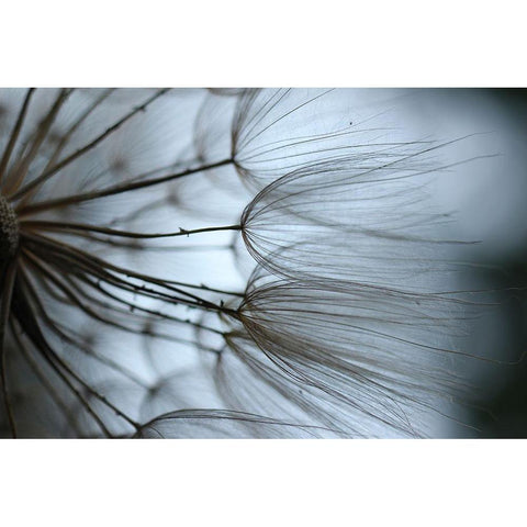 Macro Dandilion X Black Modern Wood Framed Art Print by Stramel, Renee W.