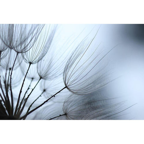 Macro Dandilion XI Black Modern Wood Framed Art Print by Stramel, Renee W.