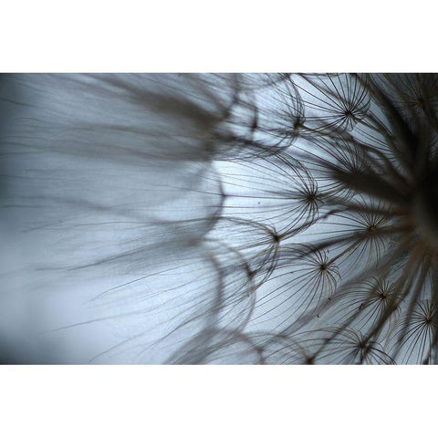 Macro Dandilion XII White Modern Wood Framed Art Print by Stramel, Renee W.