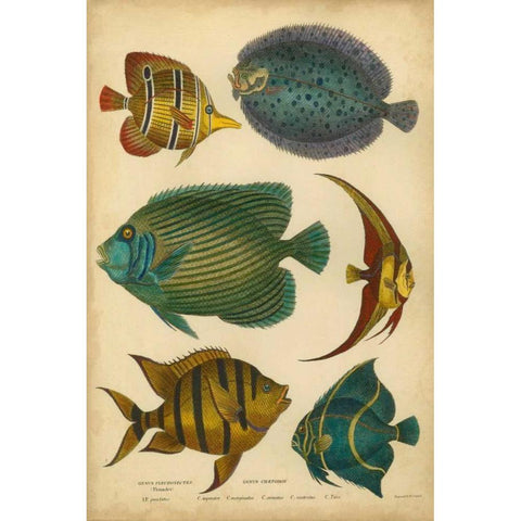 Goldsmiths Spinous Fishes White Modern Wood Framed Art Print by Goldsmith