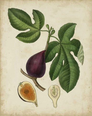 Non-Embellished Antique Fig Tree White Modern Wood Framed Art Print with Double Matting by Weddell