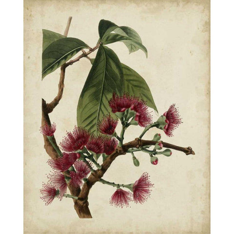 Non-Embellished Antique Fringe Tree Black Modern Wood Framed Art Print with Double Matting by Weddell