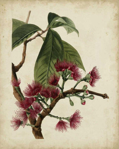 Non-Embellished Antique Fringe Tree Black Ornate Wood Framed Art Print with Double Matting by Weddell