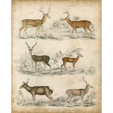 Non-Embellished Species of Deer White Modern Wood Framed Art Print by Unknown