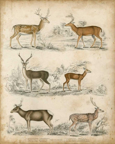 Non-Embellished Species of Deer Black Ornate Wood Framed Art Print with Double Matting by Unknown