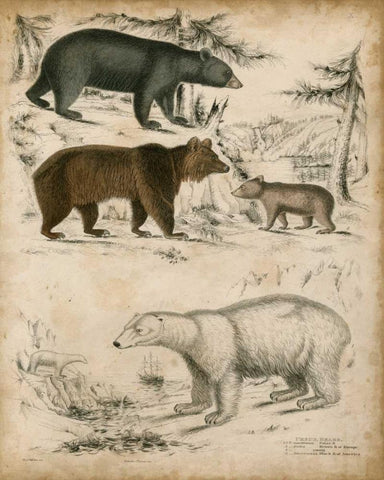 Non-Embellished Species of Bear Black Ornate Wood Framed Art Print with Double Matting by Unknown