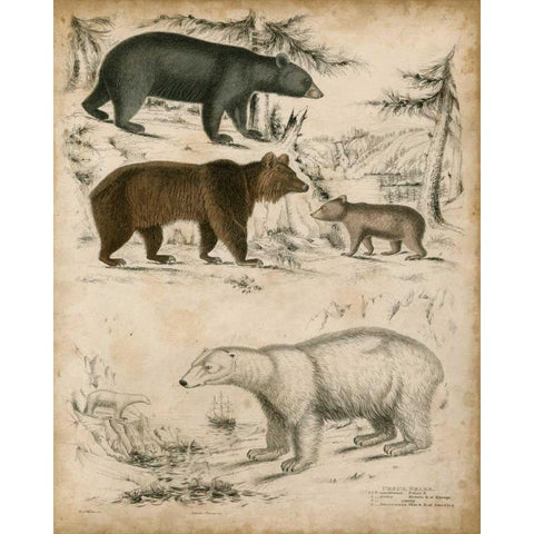 Non-Embellished Species of Bear White Modern Wood Framed Art Print by Unknown