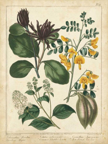 Non-Embellish Enchanted Garden I Black Ornate Wood Framed Art Print with Double Matting by Edwards, Sydenham