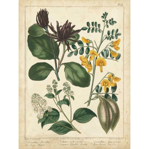 Non-Embellish Enchanted Garden I Black Modern Wood Framed Art Print by Edwards, Sydenham