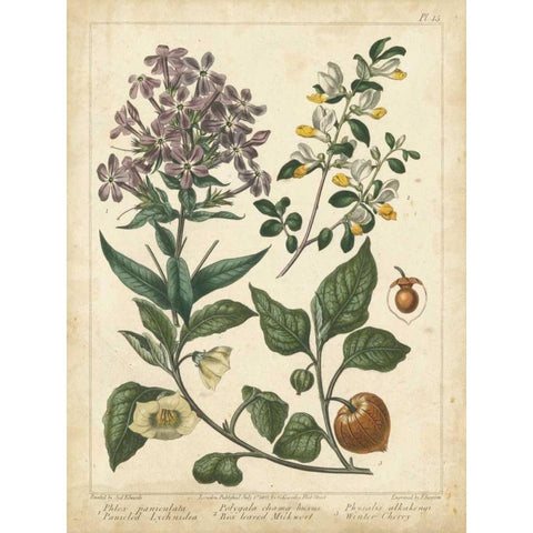Non-Embellish Enchanted Garden II Gold Ornate Wood Framed Art Print with Double Matting by Edwards, Sydenham