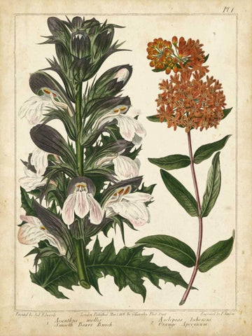 Non-Embellish Enchanted Garden IV Black Ornate Wood Framed Art Print with Double Matting by Edwards, Sydenham