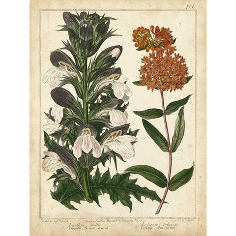 Non-Embellish Enchanted Garden IV Black Modern Wood Framed Art Print by Edwards, Sydenham