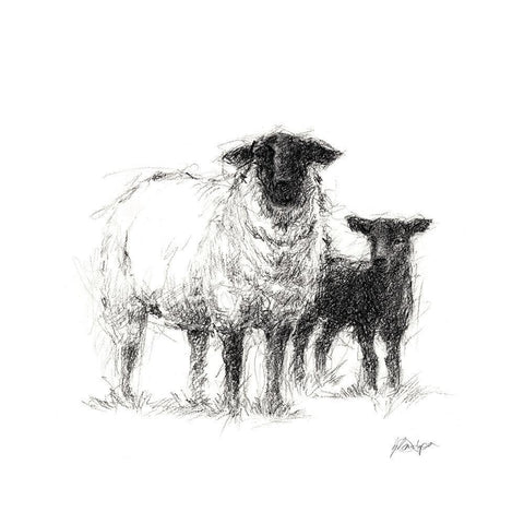 Charcoal Sheep Study II White Modern Wood Framed Art Print with Double Matting by Harper, Ethan