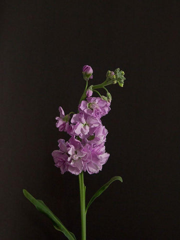 Dark and Dreamy I Black Ornate Wood Framed Art Print with Double Matting by Stramel, Renee W.