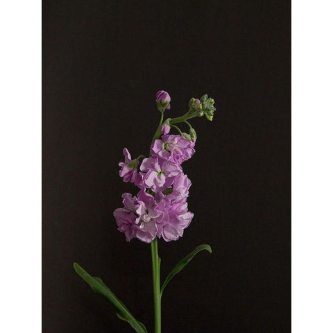 Dark and Dreamy I White Modern Wood Framed Art Print by Stramel, Renee W.