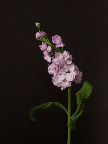 Dark and Dreamy II Black Ornate Wood Framed Art Print with Double Matting by Stramel, Renee W.