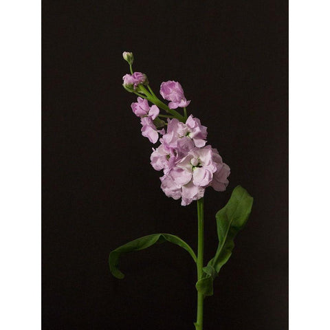 Dark and Dreamy II White Modern Wood Framed Art Print by Stramel, Renee W.