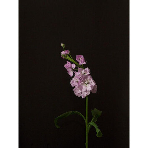 Dark and Dreamy III Black Modern Wood Framed Art Print with Double Matting by Stramel, Renee W.