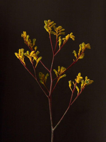 Dark and Dreamy V White Modern Wood Framed Art Print with Double Matting by Stramel, Renee W.