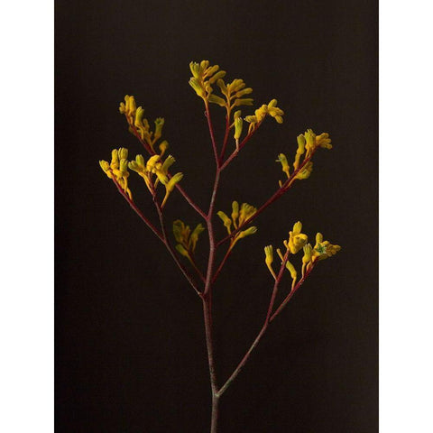 Dark and Dreamy V White Modern Wood Framed Art Print by Stramel, Renee W.