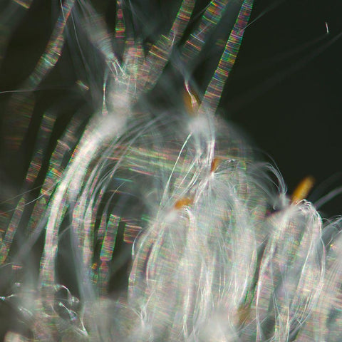 Fairy Dance I Gold Ornate Wood Framed Art Print with Double Matting by Hunt, Gillian