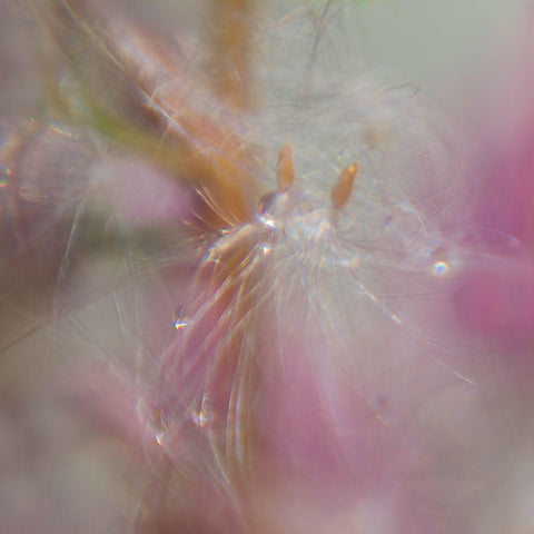 Fairy Dance II Gold Ornate Wood Framed Art Print with Double Matting by Hunt, Gillian