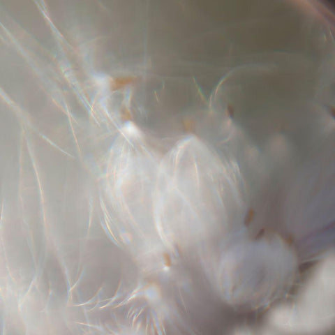 Fairy Dance III Gold Ornate Wood Framed Art Print with Double Matting by Hunt, Gillian