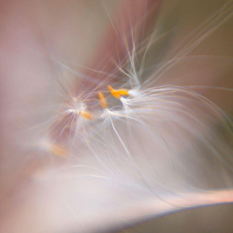 Fairy Dance V White Modern Wood Framed Art Print by Hunt, Gillian