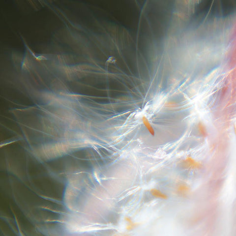 Fairy Dance VI Black Modern Wood Framed Art Print with Double Matting by Hunt, Gillian