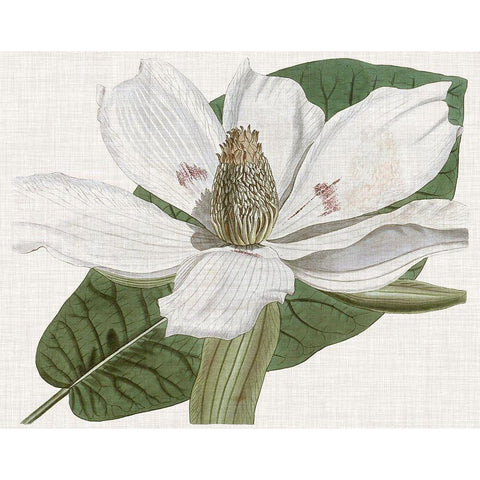 Curtis Magnolia II White Modern Wood Framed Art Print by Curtis