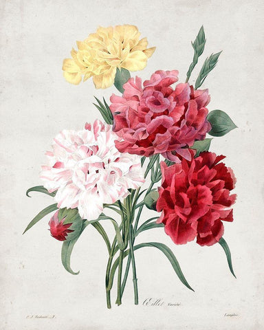 Redoute Bouquet I White Modern Wood Framed Art Print with Double Matting by Redoute, Pierre