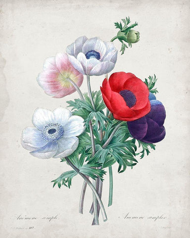 Redoute Bouquet II White Modern Wood Framed Art Print with Double Matting by Redoute, Pierre