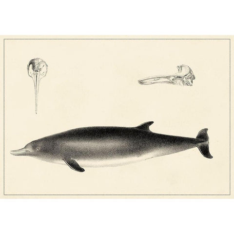 Antique Dolphin Study I Gold Ornate Wood Framed Art Print with Double Matting by Unknown