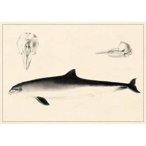 Antique Dolphin Study II Black Modern Wood Framed Art Print with Double Matting by Unknown