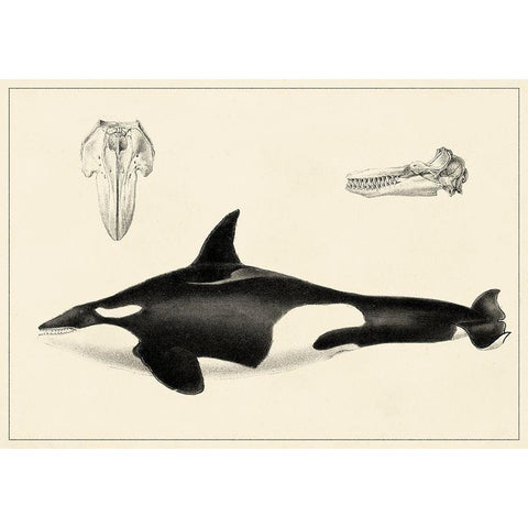 Antique Whale Study I Gold Ornate Wood Framed Art Print with Double Matting by Unknown